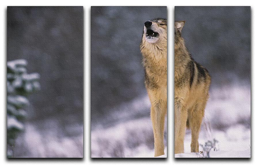 Wolf Howling in White Snow 3 Split Panel Canvas Print - Canvas Art Rocks - 1