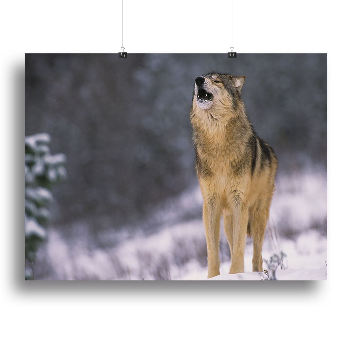 Wolf Howling in White Snow Canvas Print or Poster - Canvas Art Rocks - 2