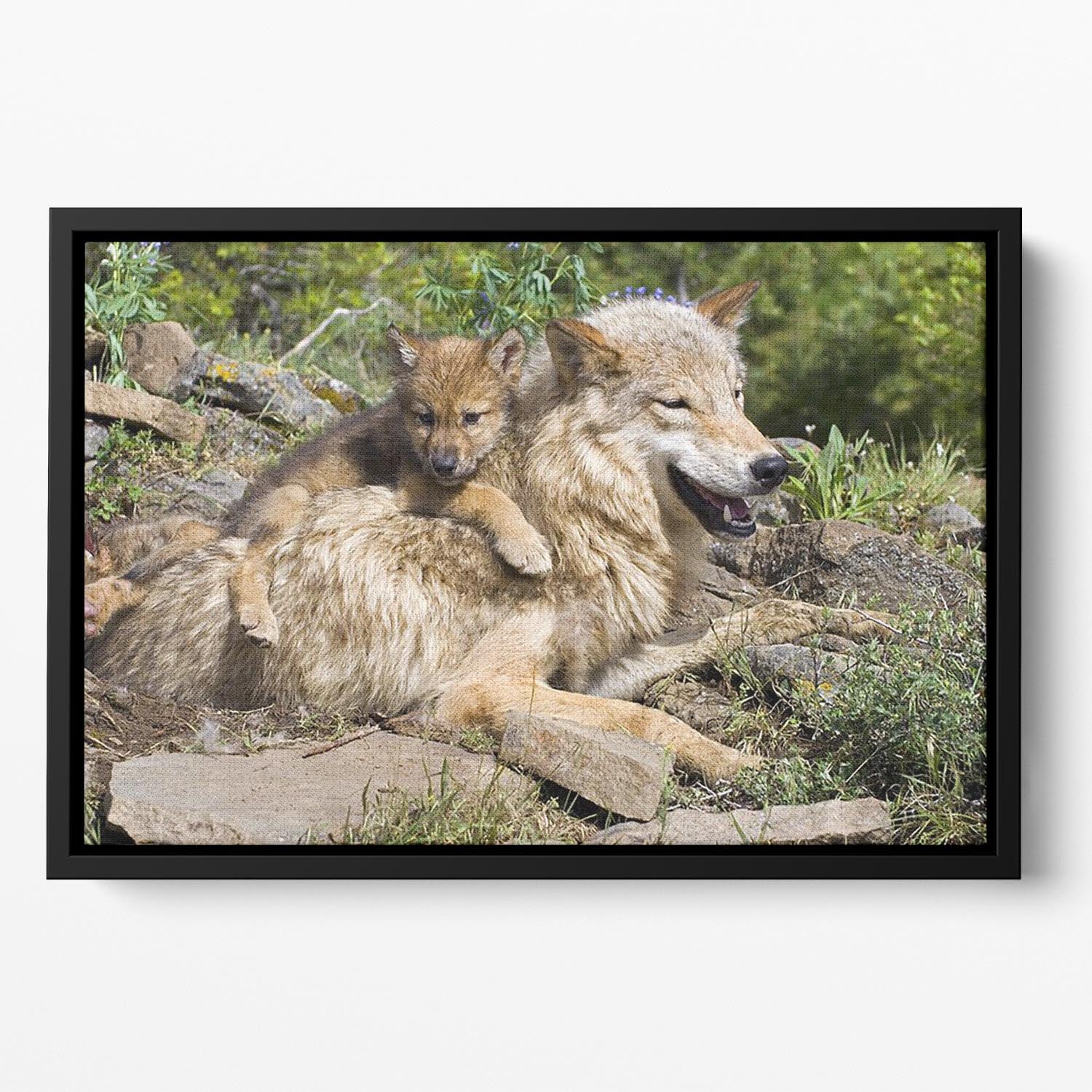Wolf cubs and mother at den site Floating Framed Canvas - Canvas Art Rocks - 2