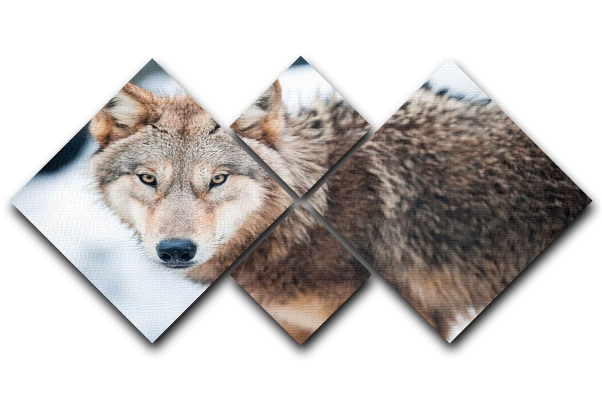 Wolf standing in the snow 4 Square Multi Panel Canvas - Canvas Art Rocks - 1