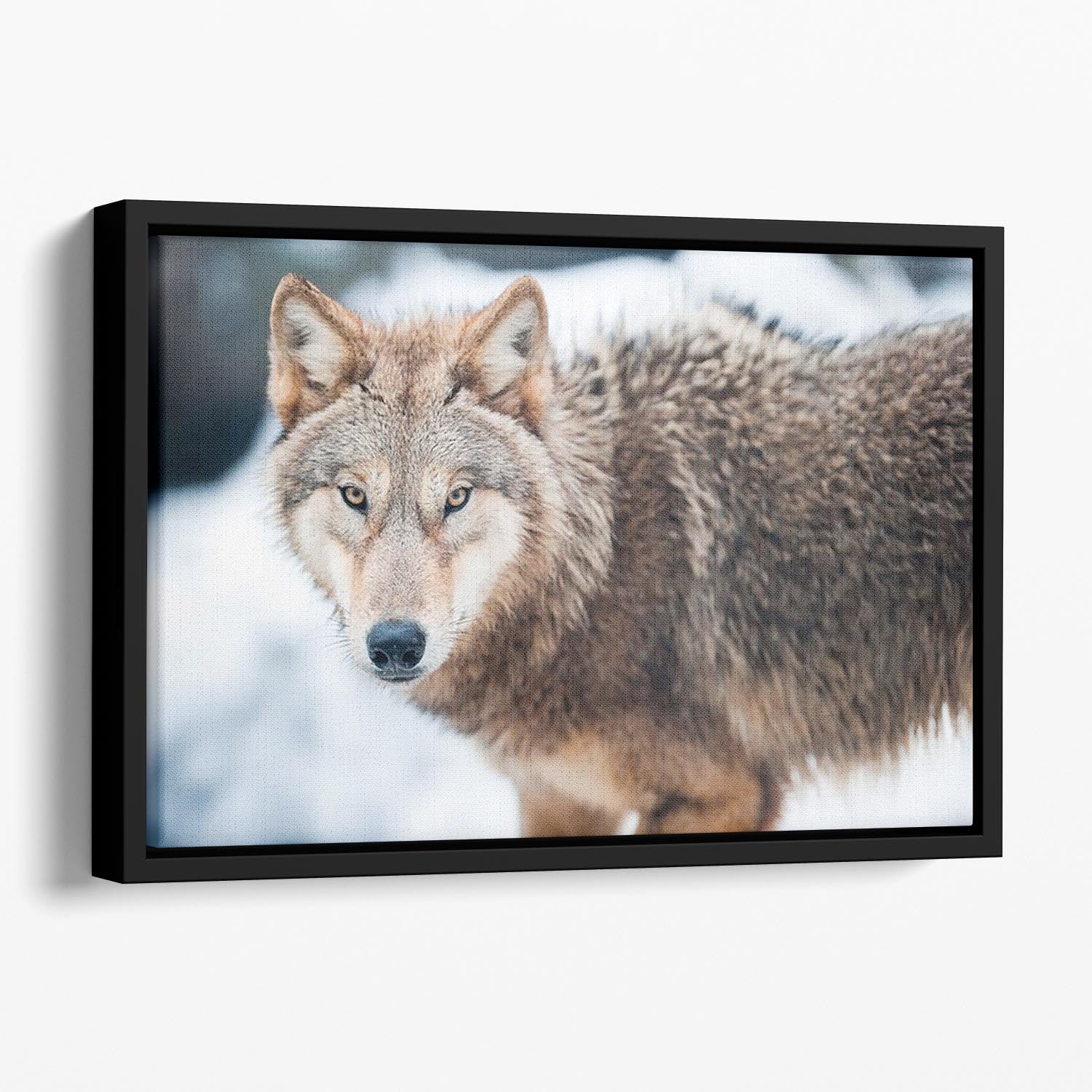 Wolf standing in the snow Floating Framed Canvas - Canvas Art Rocks - 1