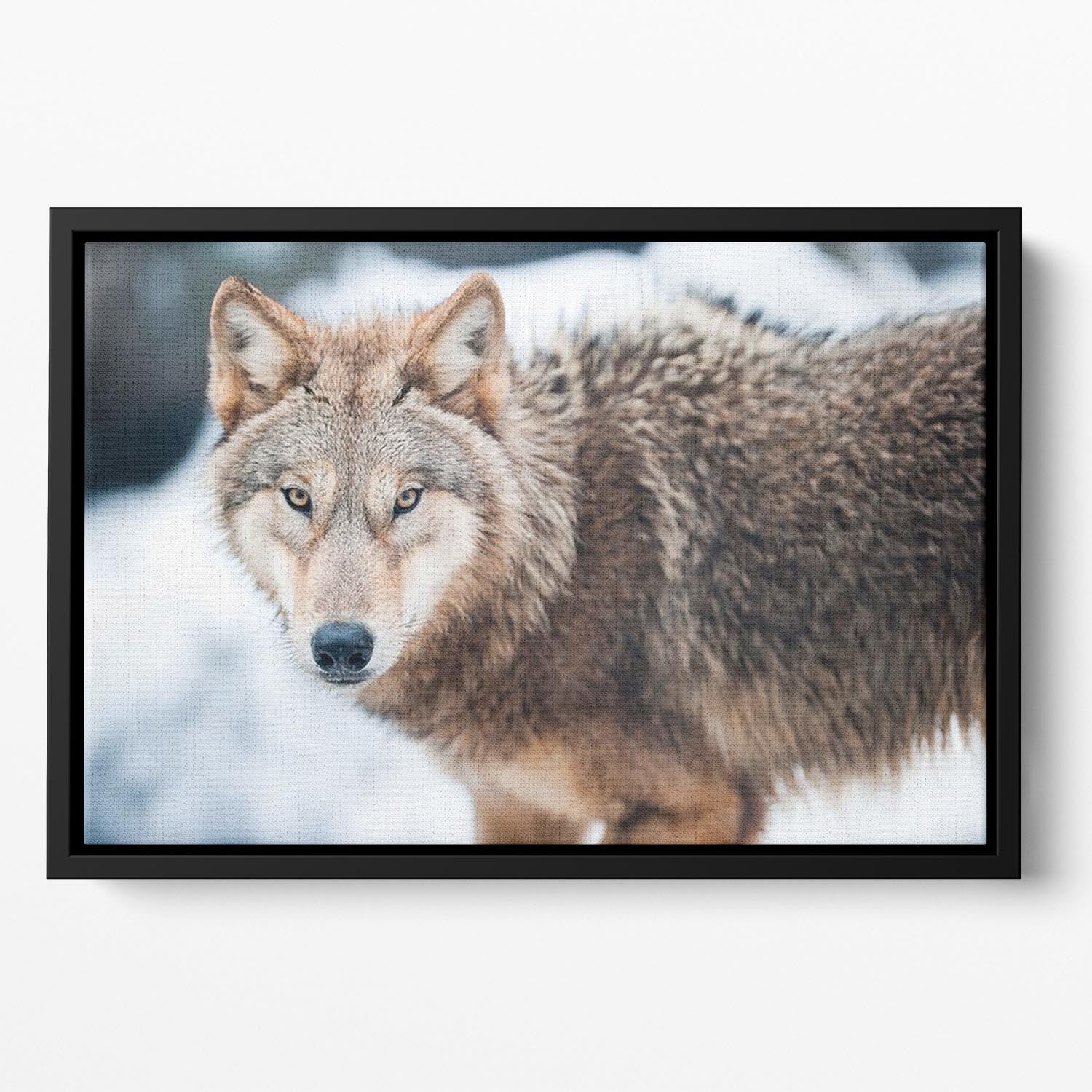 Wolf standing in the snow Floating Framed Canvas - Canvas Art Rocks - 2