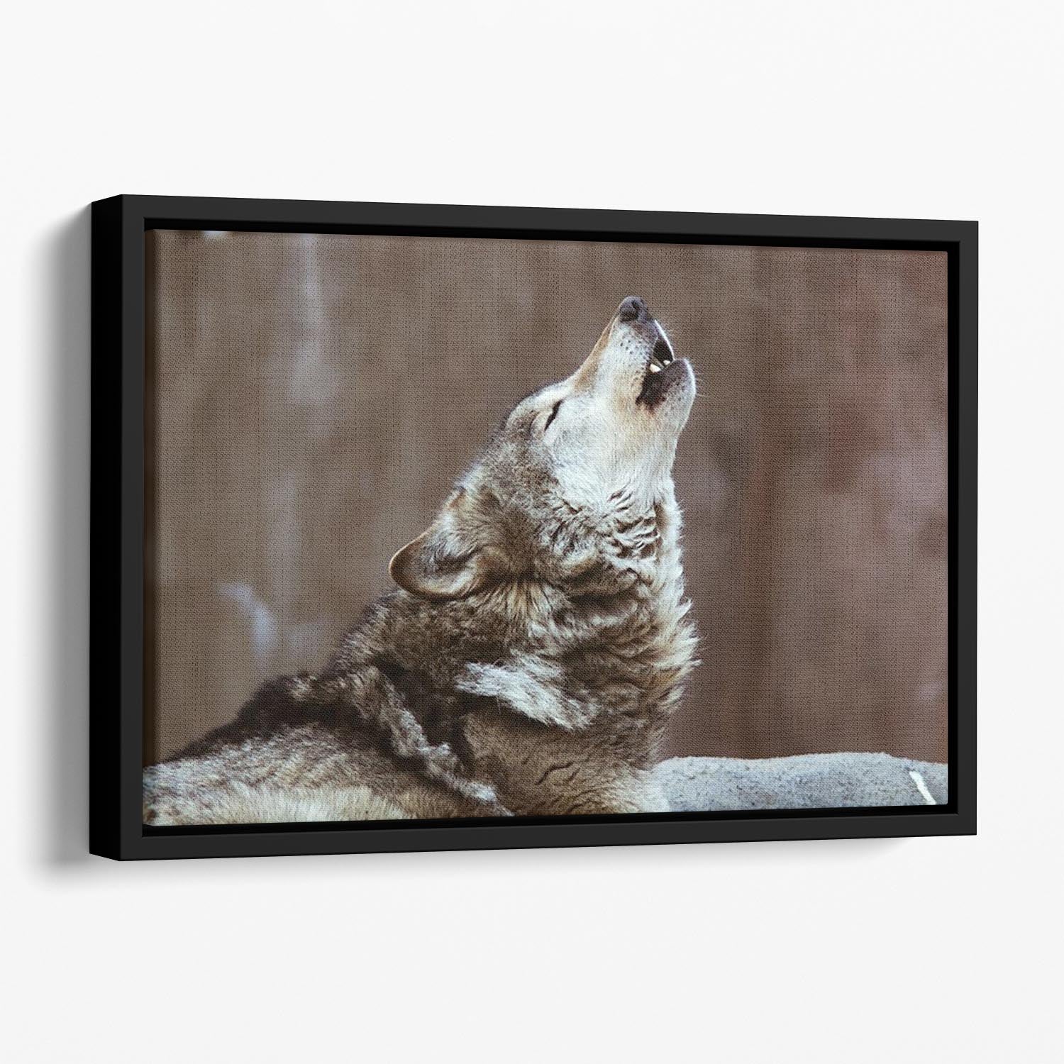 Wolves howl in Moscow Zoo Floating Framed Canvas - Canvas Art Rocks - 1