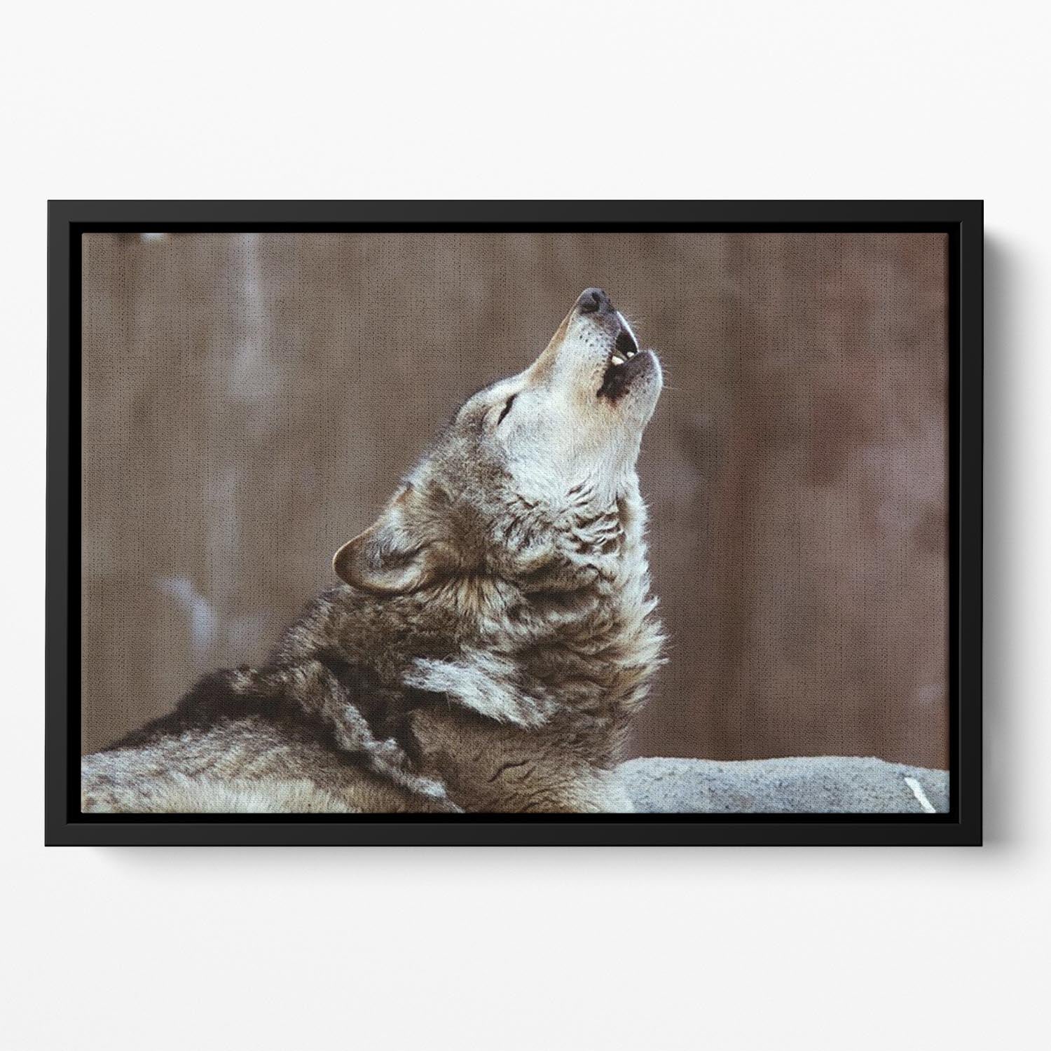 Wolves howl in Moscow Zoo Floating Framed Canvas - Canvas Art Rocks - 2