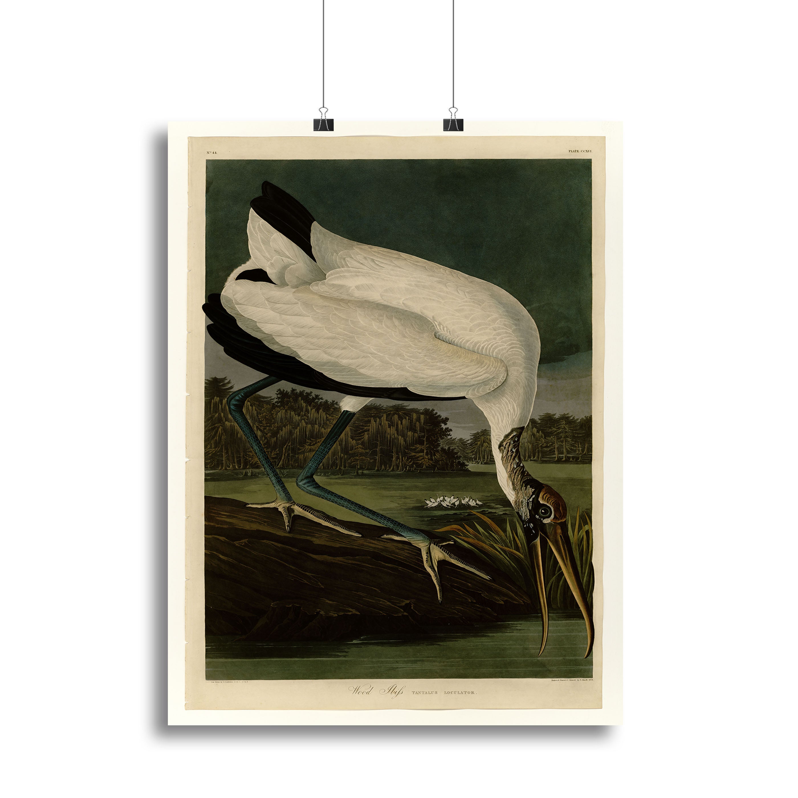 Wood Ibiss by Audubon Canvas Print or Poster - Canvas Art Rocks - 2