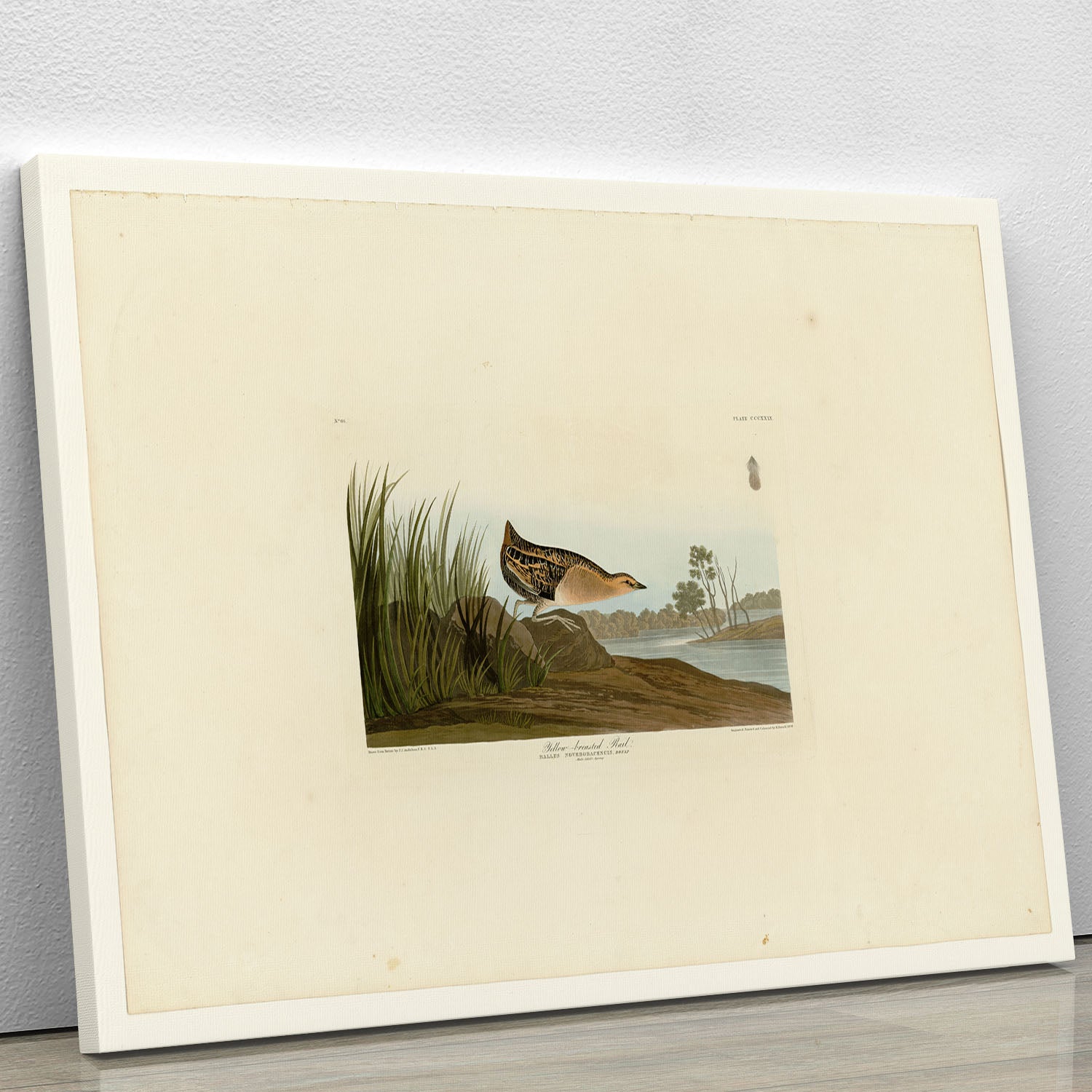 Yellow breasted Rail by Audubon Canvas Print or Poster - Canvas Art Rocks - 1