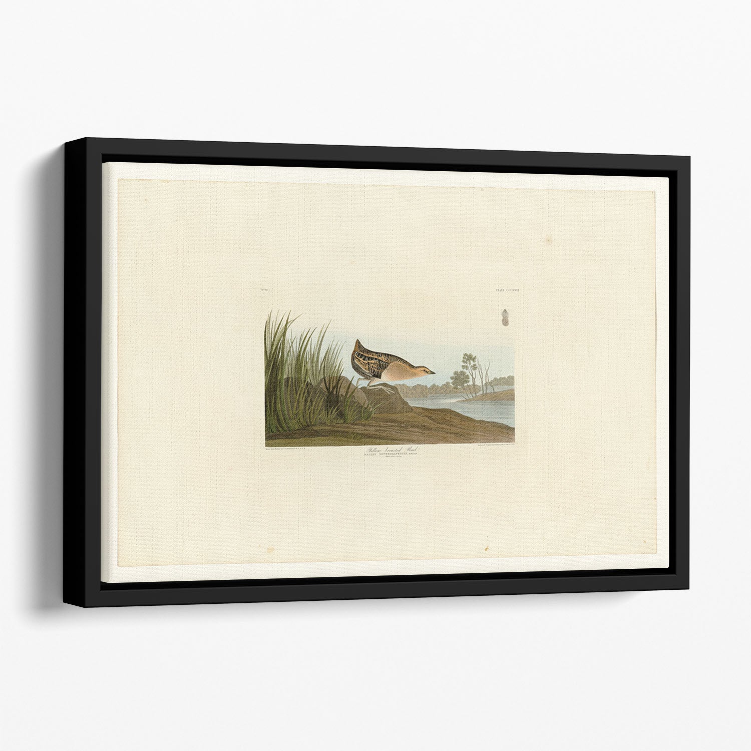 Yellow breasted Rail by Audubon Floating Framed Canvas