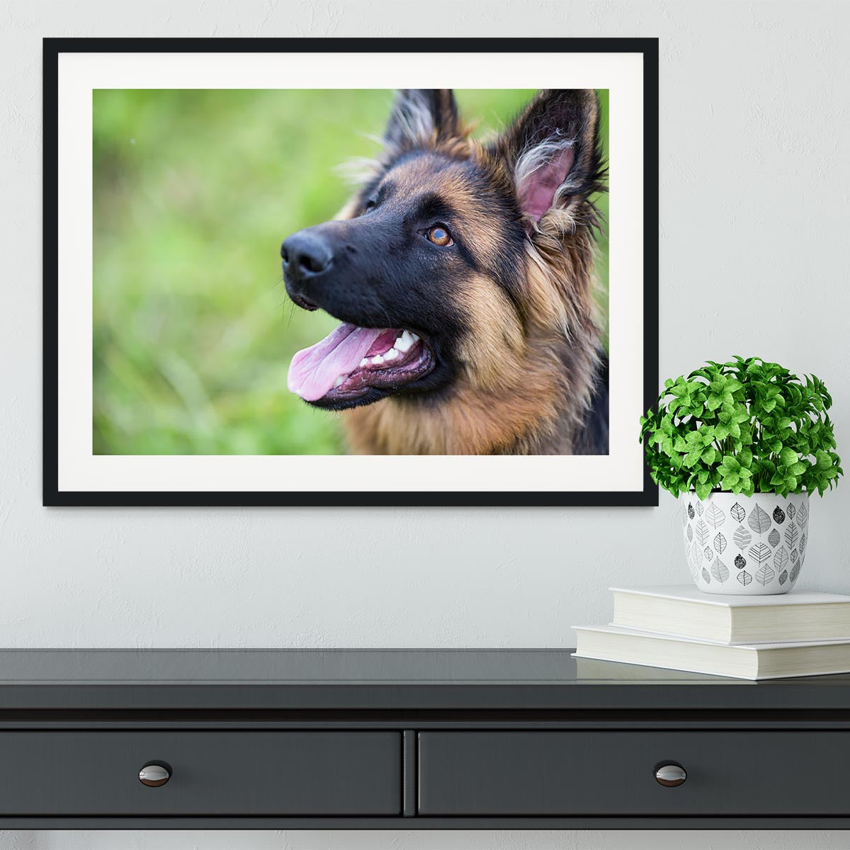 Young dog german shepherd on the grass in the park Framed Print - Canvas Art Rocks - 1