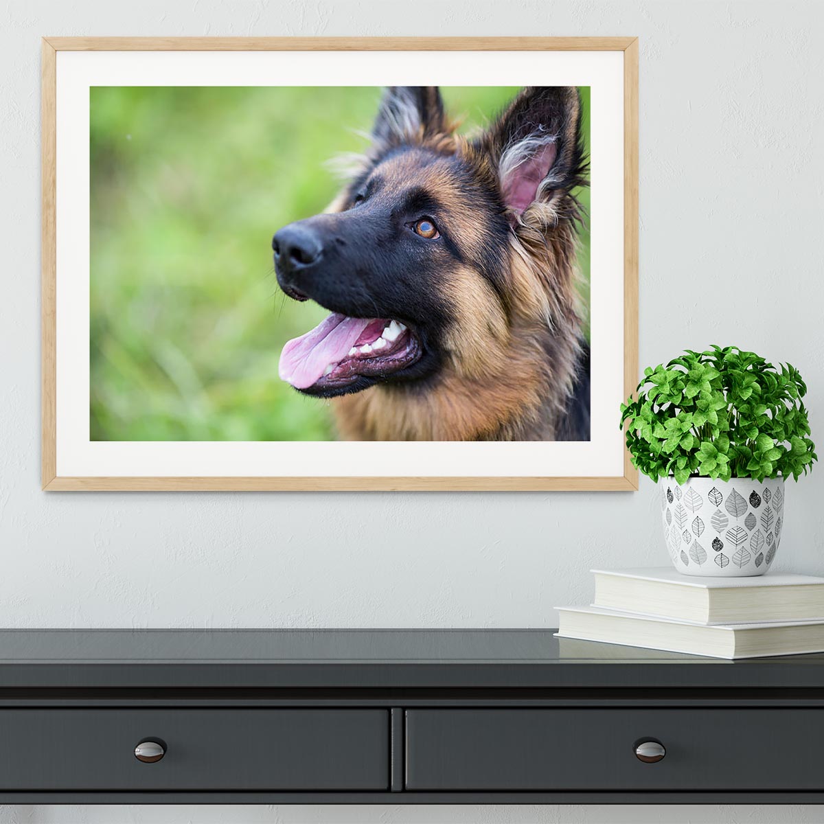 Young dog german shepherd on the grass in the park Framed Print - Canvas Art Rocks - 3