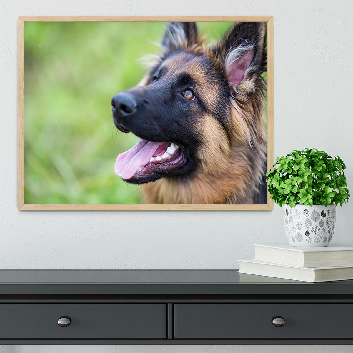 Young dog german shepherd on the grass in the park Framed Print - Canvas Art Rocks - 4