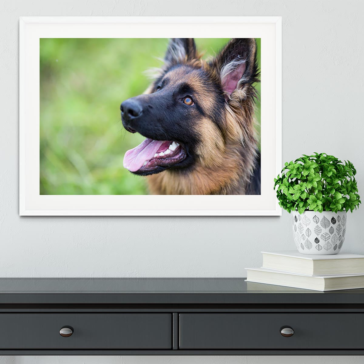 Young dog german shepherd on the grass in the park Framed Print - Canvas Art Rocks - 5