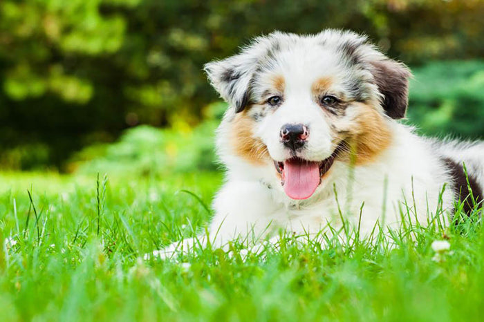 Young puppy lying on fresh green grass in public park Wall Mural Wallpaper