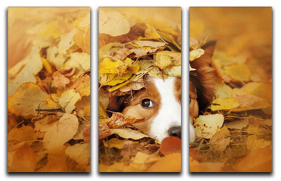 Young red border collie dog playing with leaves 3 Split Panel Canvas Print - Canvas Art Rocks - 1