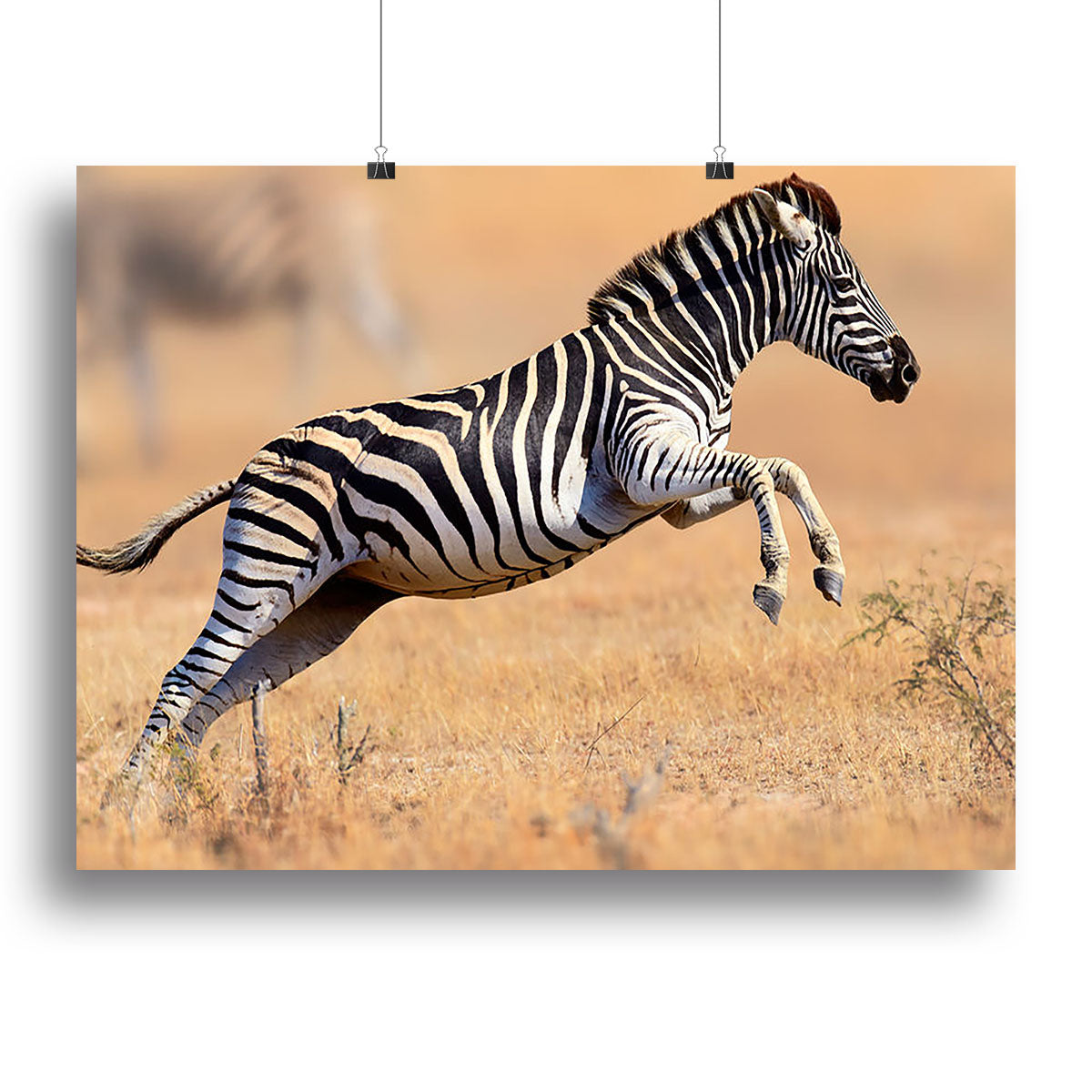 Zebra Canvas Print or Poster - Canvas Art Rocks - 2