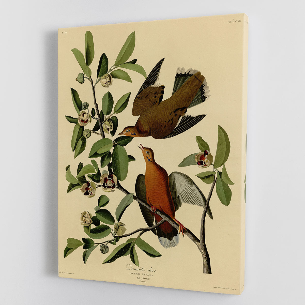 Zenaida Doves by Audubon Canvas Print or Poster - Canvas Art Rocks - 1