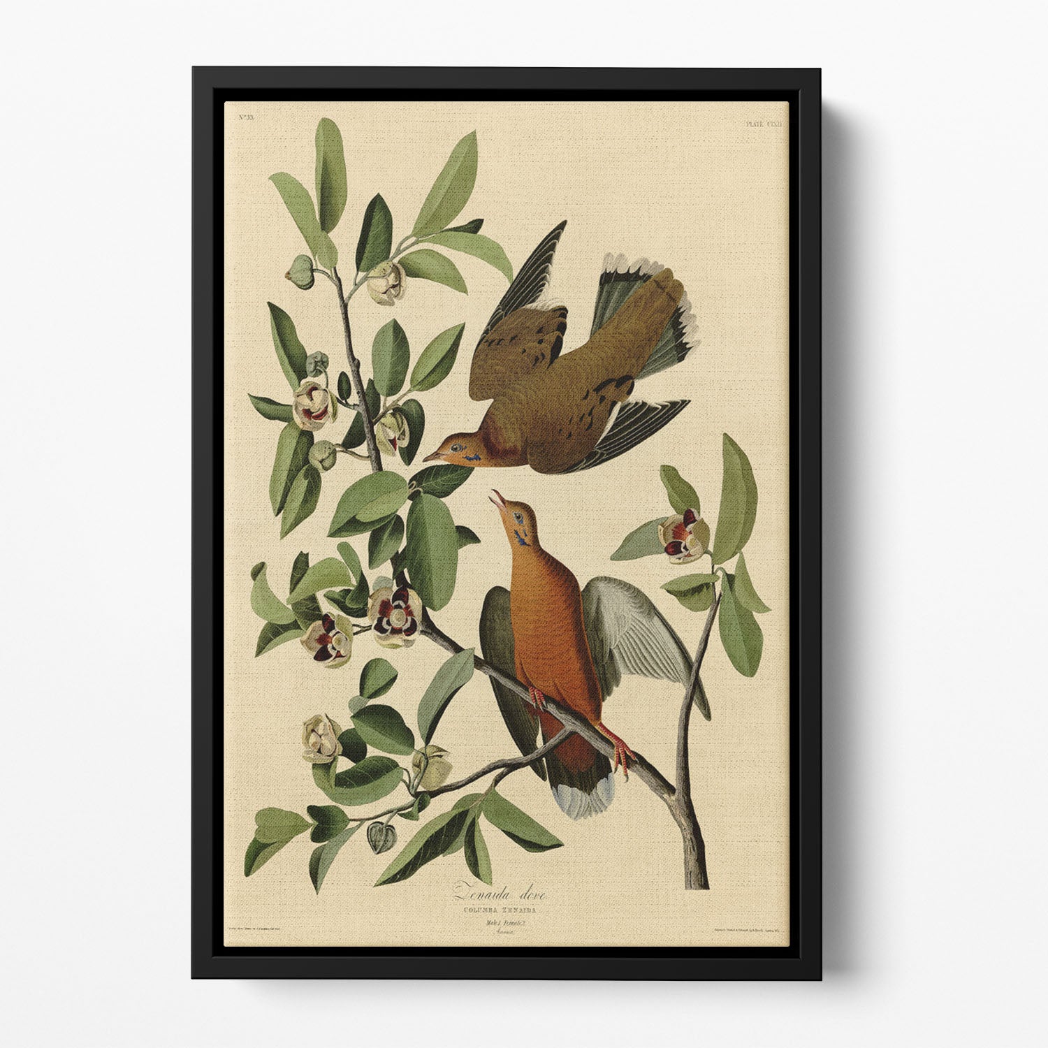 Zenaida Doves by Audubon Floating Framed Canvas