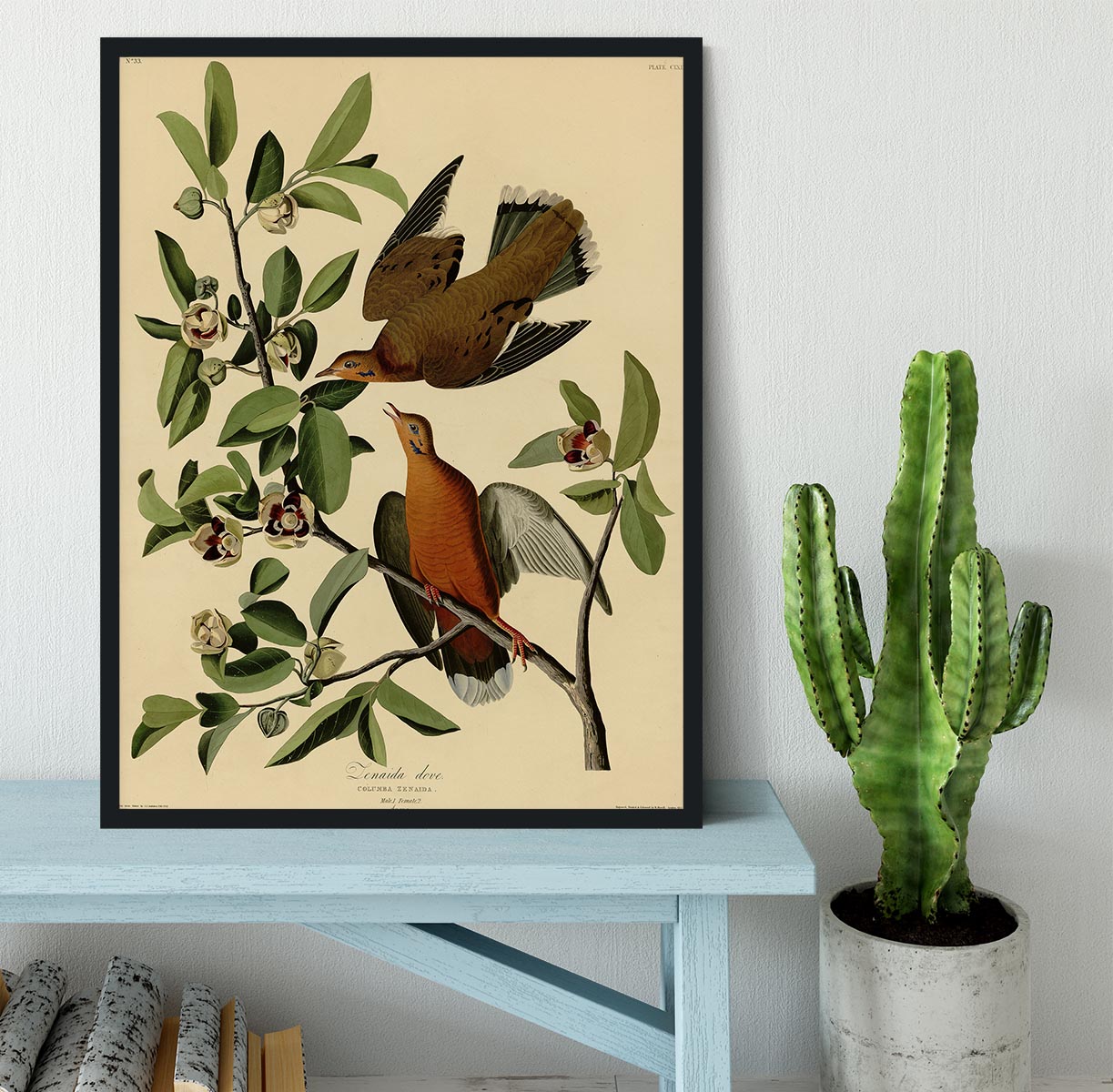 Zenaida Doves by Audubon Framed Print - Canvas Art Rocks - 2