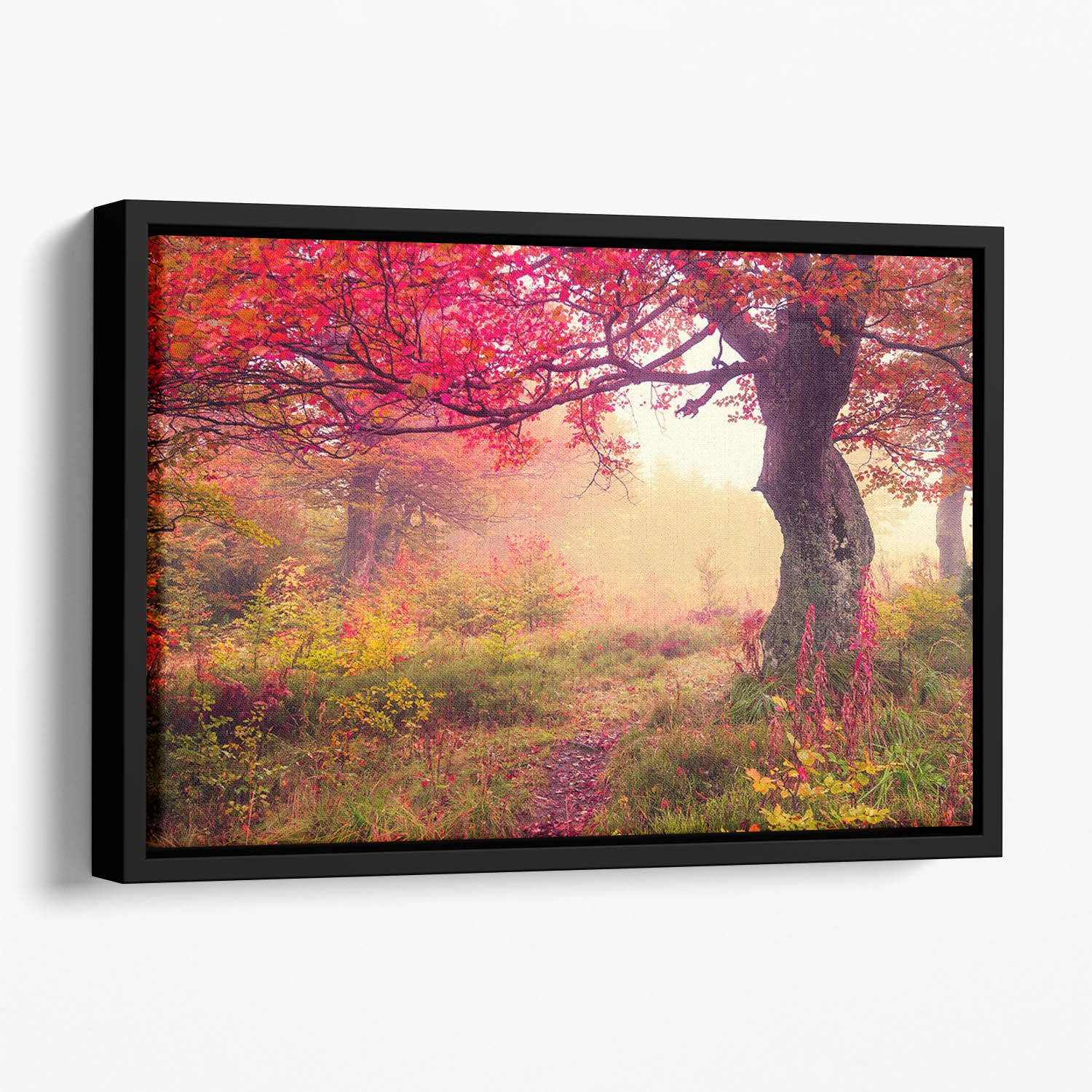 autumn trees in forest Floating Framed Canvas