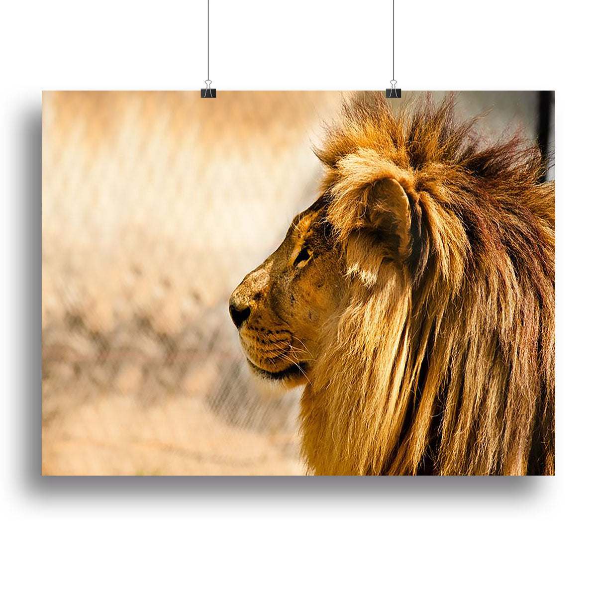 beautiful African lion relaxing on the sun Canvas Print or Poster - Canvas Art Rocks - 2