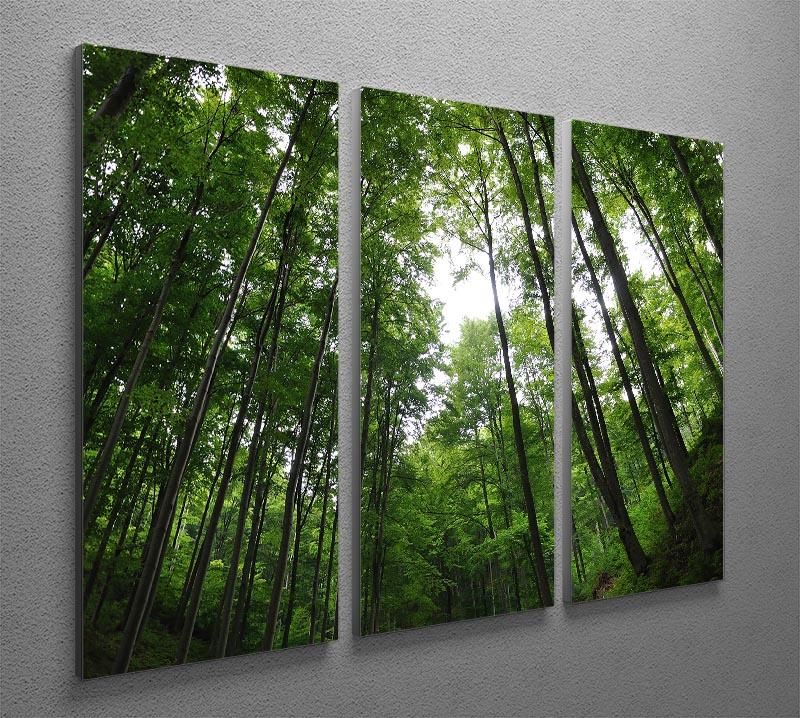 deciduous forest 3 Split Panel Canvas Print - Canvas Art Rocks - 2