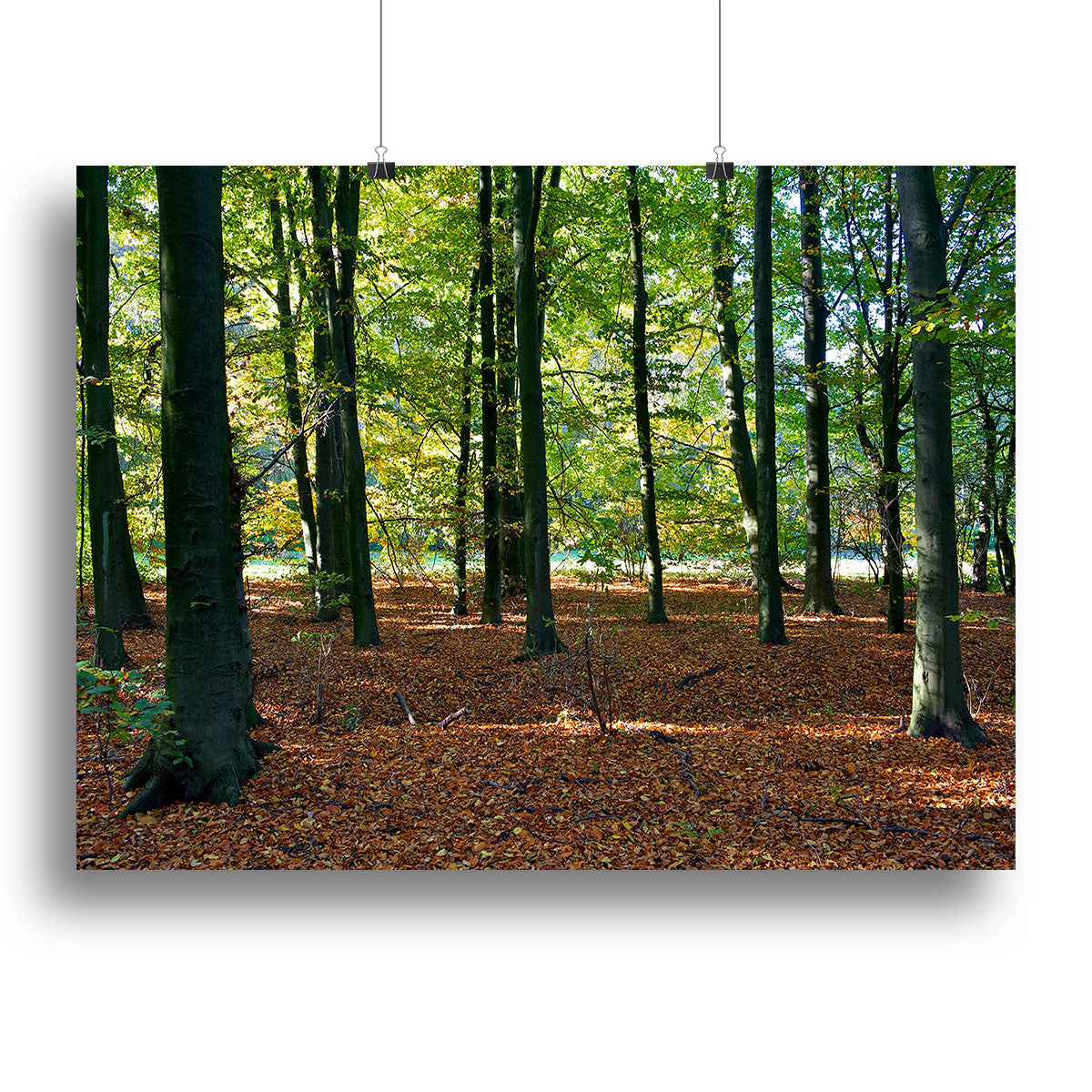 forrest edge in autumn Canvas Print or Poster - Canvas Art Rocks - 2