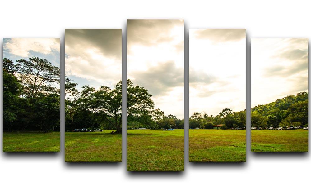 grass and bigtree in the forrest 5 Split Panel Canvas  - Canvas Art Rocks - 1