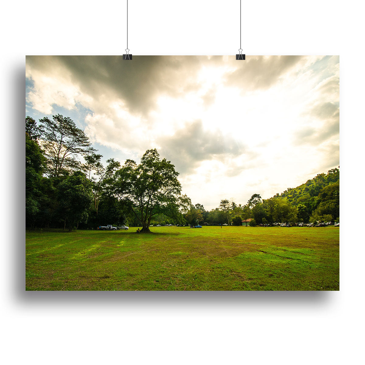 grass and bigtree in the forrest Canvas Print or Poster - Canvas Art Rocks - 2