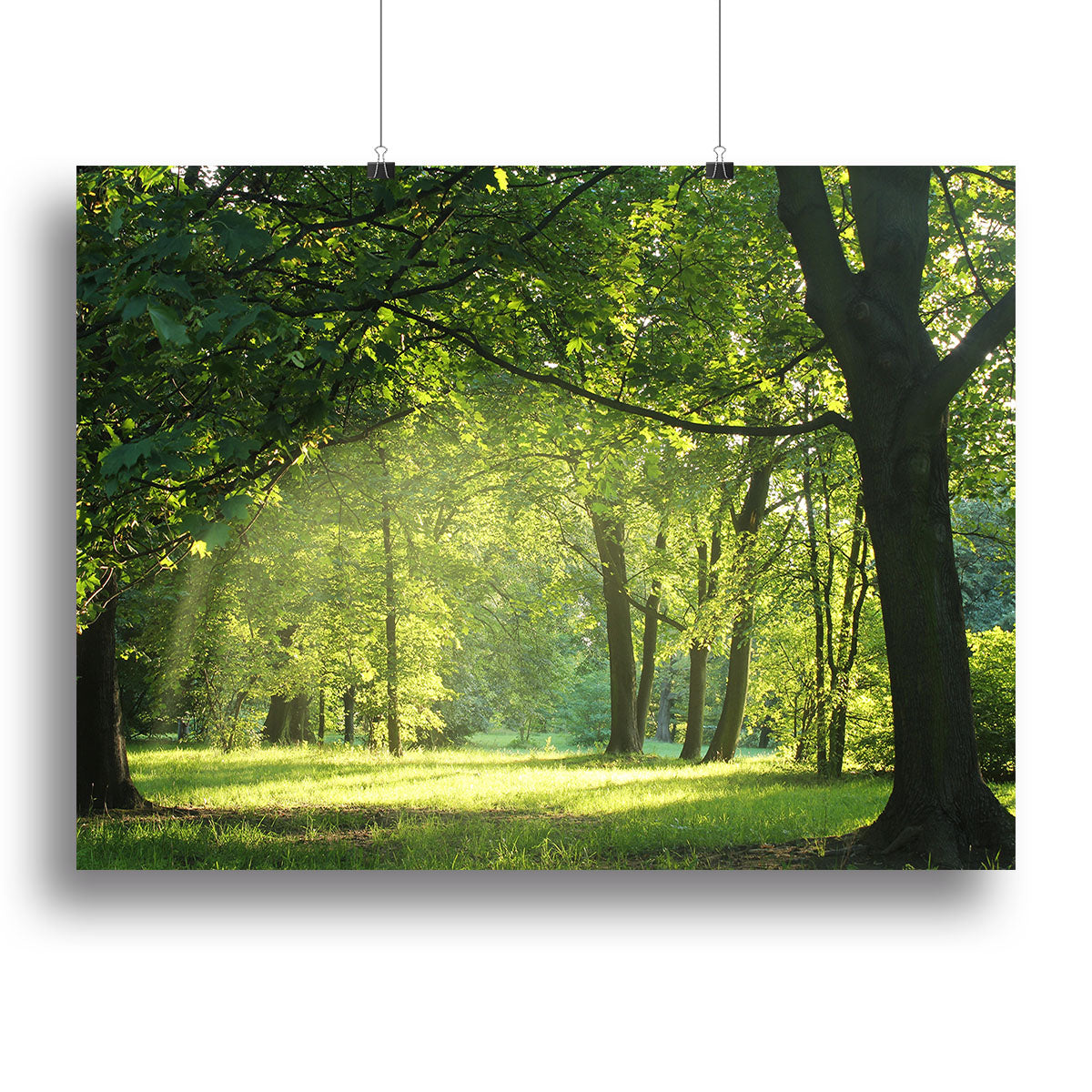 trees in a summer forest Canvas Print or Poster - Canvas Art Rocks - 2