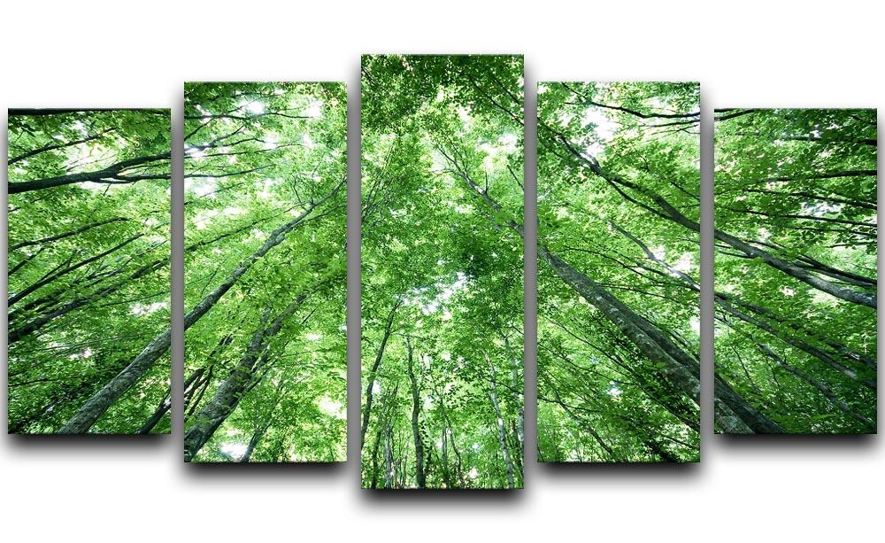 trees meeting eachother at the sky 5 Split Panel Canvas  - Canvas Art Rocks - 1