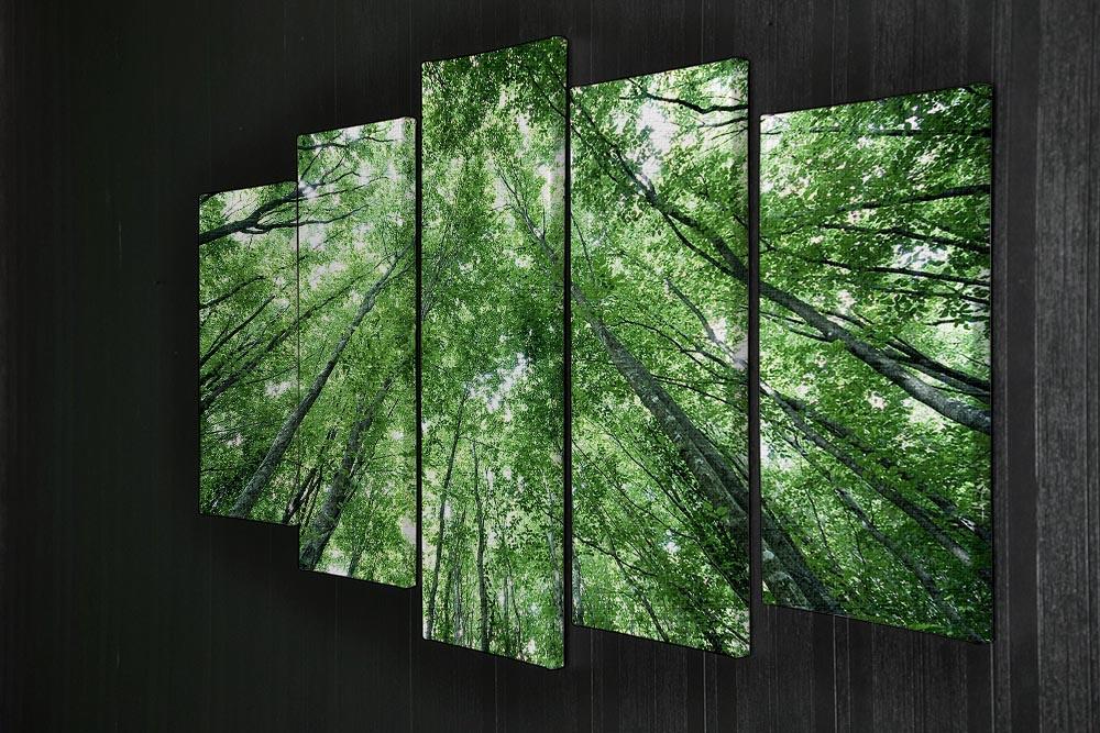 trees meeting eachother at the sky 5 Split Panel Canvas  - Canvas Art Rocks - 2