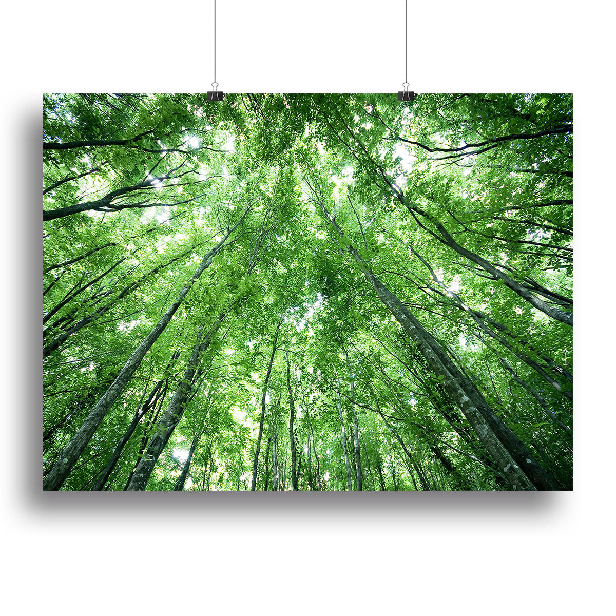trees meeting eachother at the sky Canvas Print or Poster - Canvas Art Rocks - 2