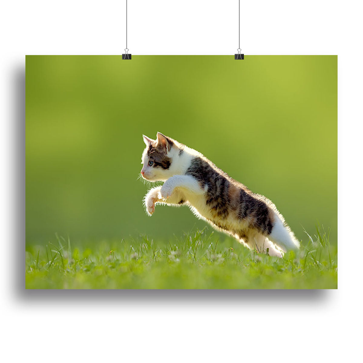 young cat jumps over a meadow in the backlit Canvas Print or Poster - Canvas Art Rocks - 2