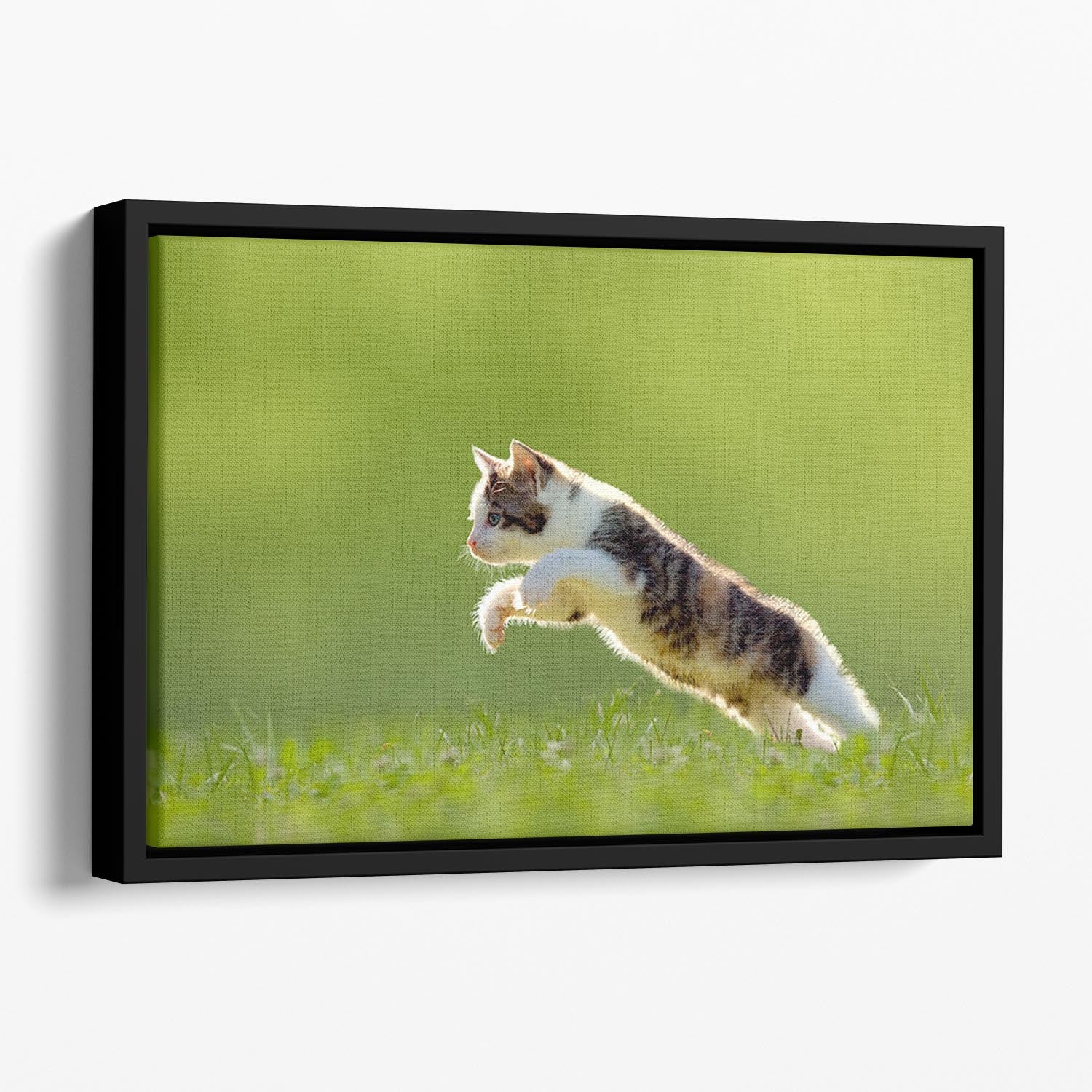 young cat jumps over a meadow in the backlit Floating Framed Canvas - Canvas Art Rocks - 1