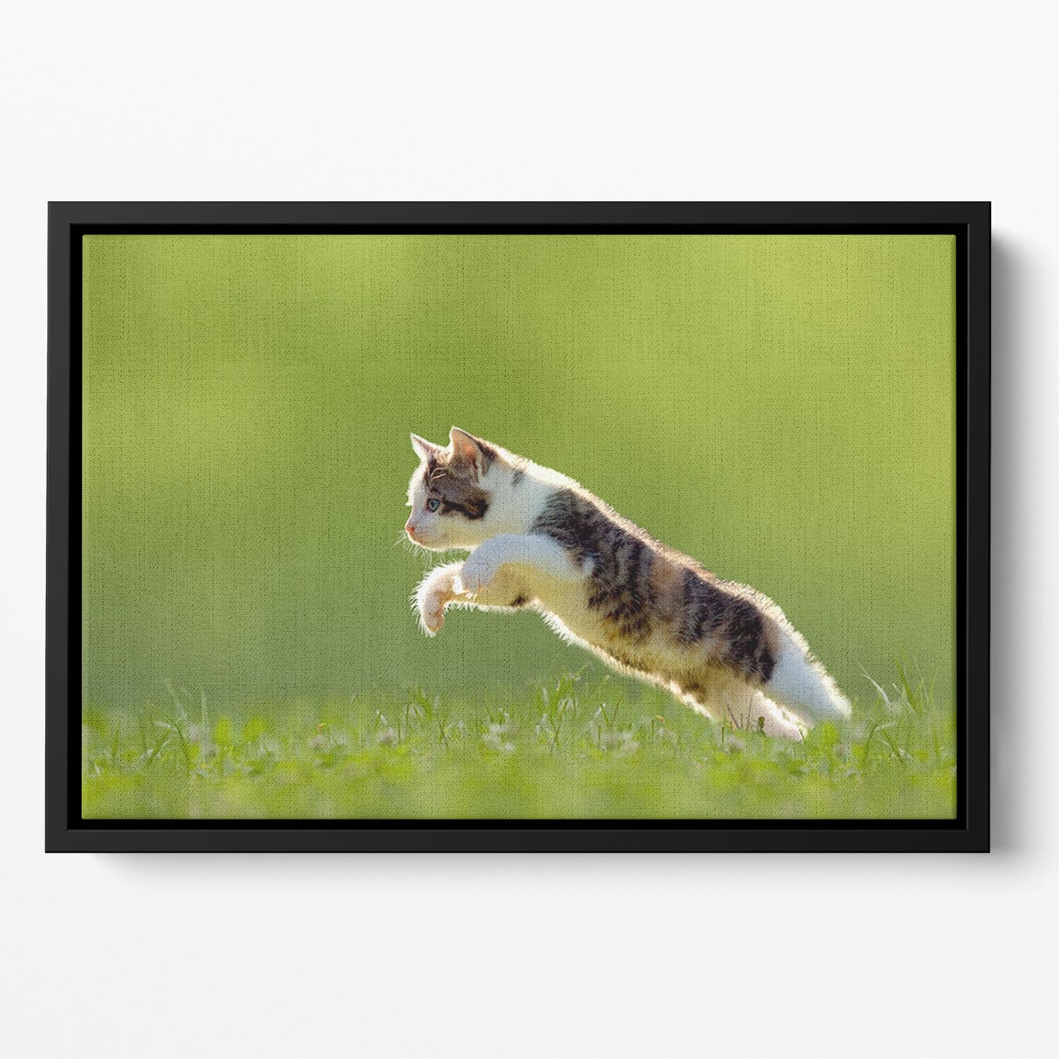 young cat jumps over a meadow in the backlit Floating Framed Canvas - Canvas Art Rocks - 2