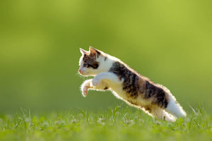 young cat jumps over a meadow in the backlit Wall Mural Wallpaper - Canvas Art Rocks - 1