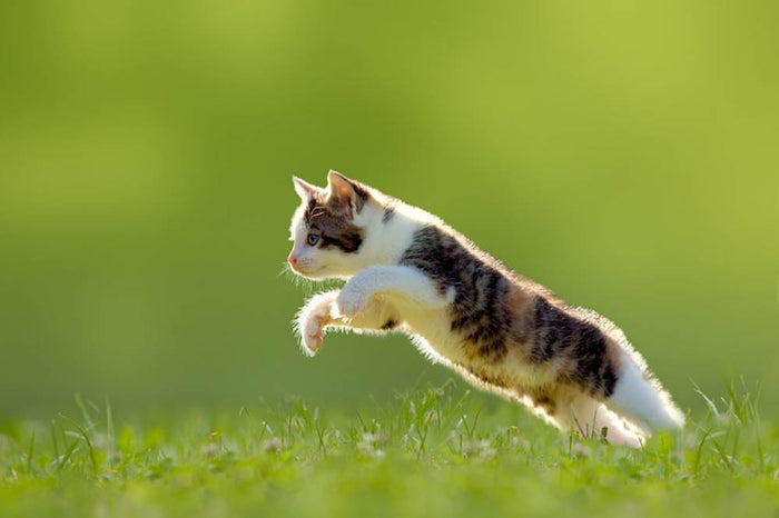 young cat jumps over a meadow in the backlit Wall Mural Wallpaper